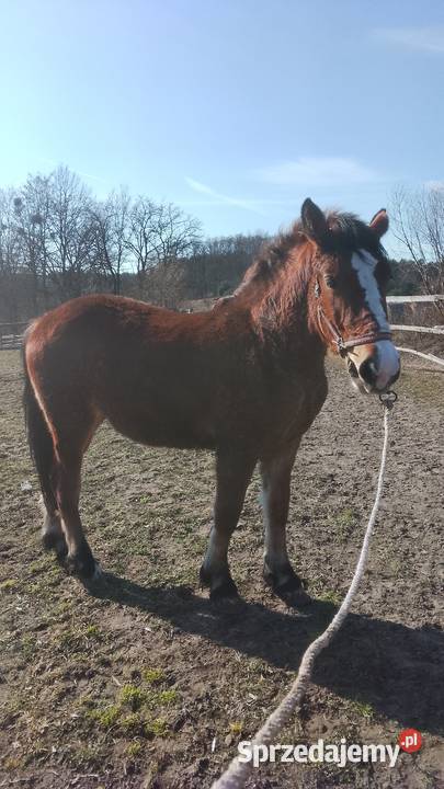 Sprzedam zrebice zimnokwista Gąbin