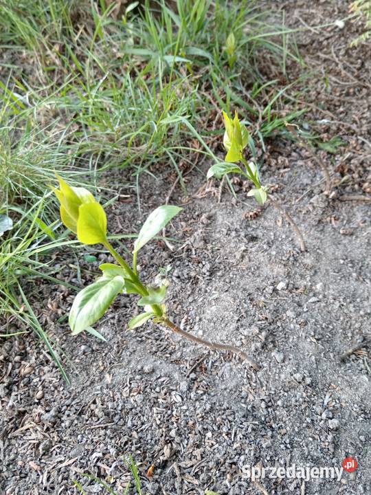 Bez lilak dwukolorowy Olesno