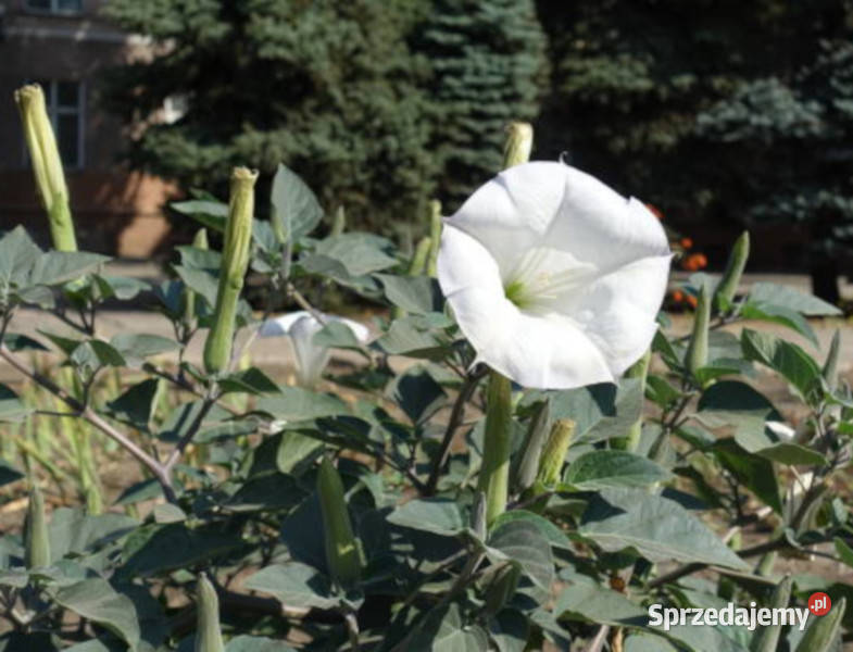 BIELUŃ SURMIKWIAT Datura Metel NASIONA 10000 kujawsko-pomorskie Lubanie