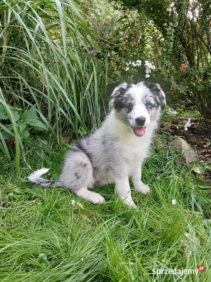 Border collie Pozostałe Psy Toruń