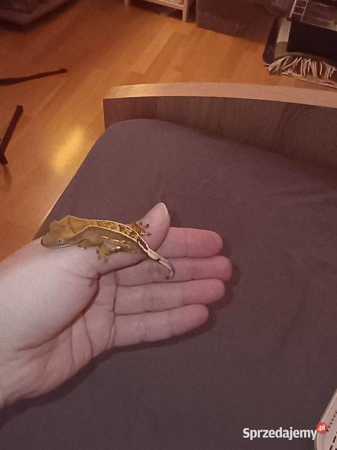 Gekon orzęsiony Starachowice sprzedam