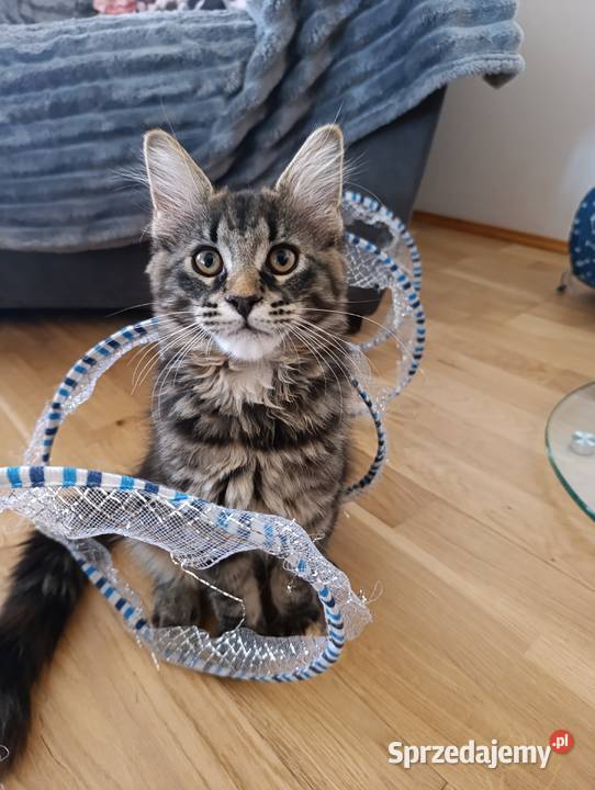Maine coon lubelskie Krasnystaw sprzedam