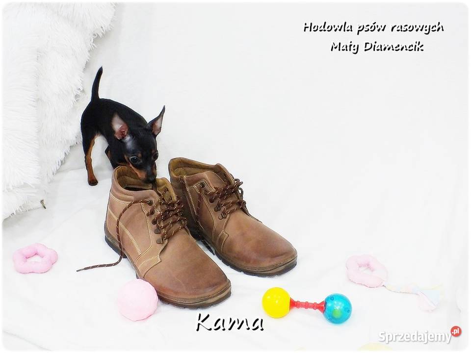 Pinczer miniaturowy Ratlerek Suczka KAMA z Pozostałe Żary