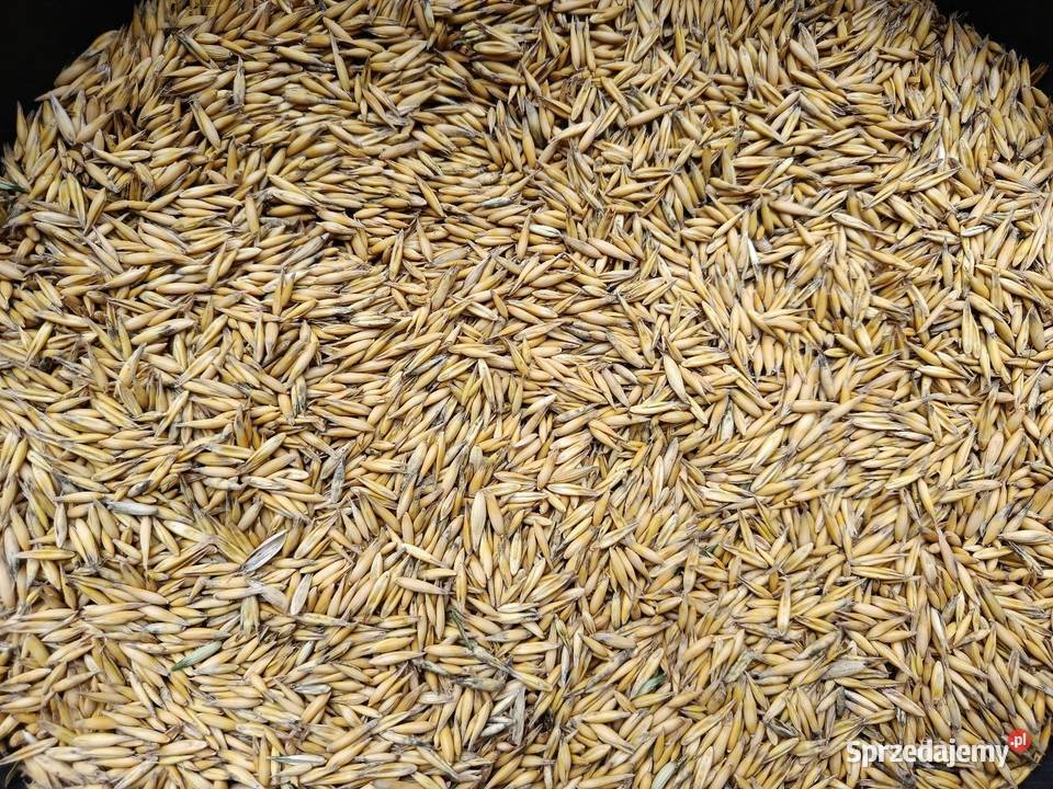 Owies jary pellet opał zbiór 2026 40 Nowa Wieś Wielka