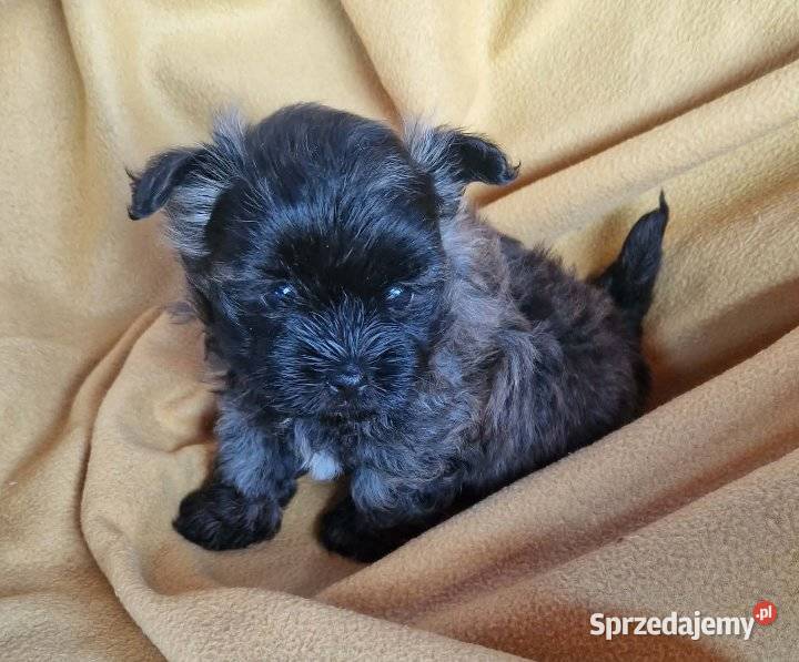 Hawanczyk hawaneze slodkie maluszki Rybnik