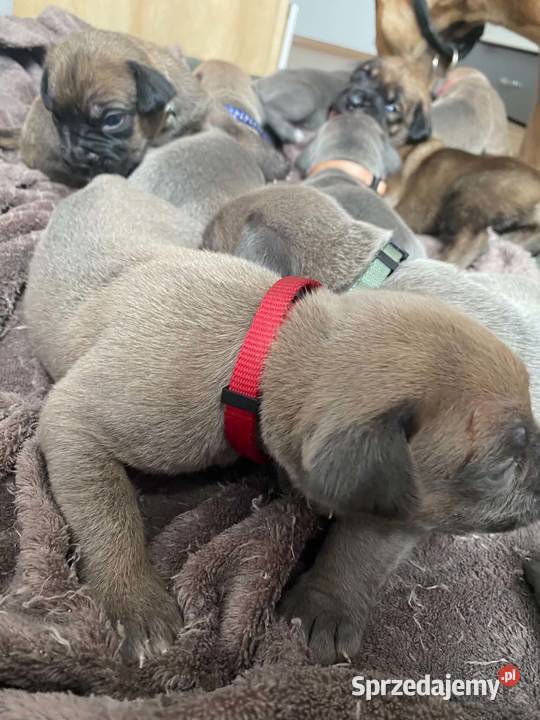 Szczeniaki Cane Corso mazowieckie Wiskitki