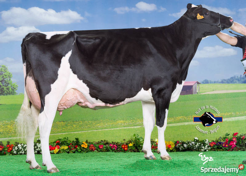 jałówki cielne HF opolskie Głubczyce