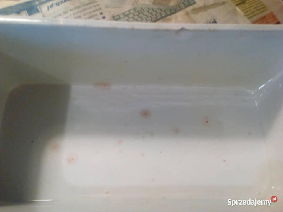 Porcelana na śledzie Wałbrzych