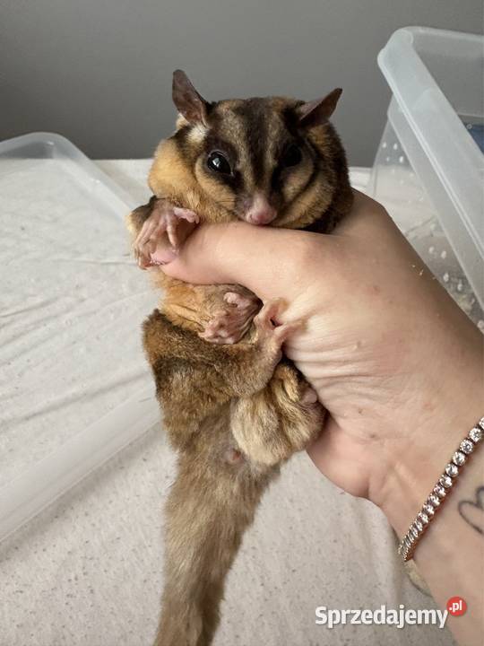 Lotopałanka Lotopałanki wiewiórka dorosła para Poznań