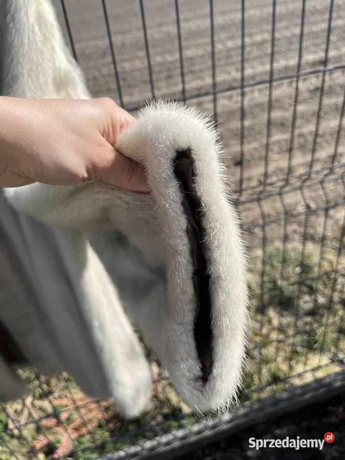 Futro z norek kremowe jasne palomino wielkopolskie Łowęcin