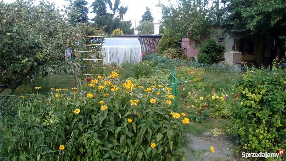 Działka ROD Leśna Polana Poznań Nieruchomości wielkopolskie