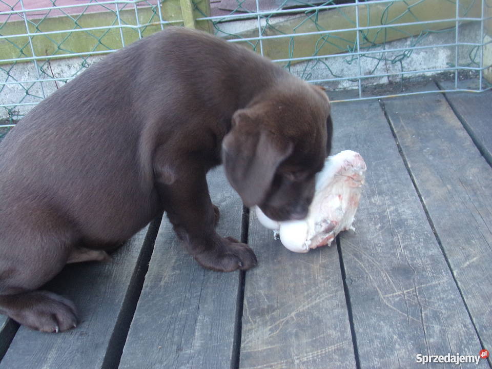 Sprzedam szczenięta labrador retriever Wrocław sprzedam