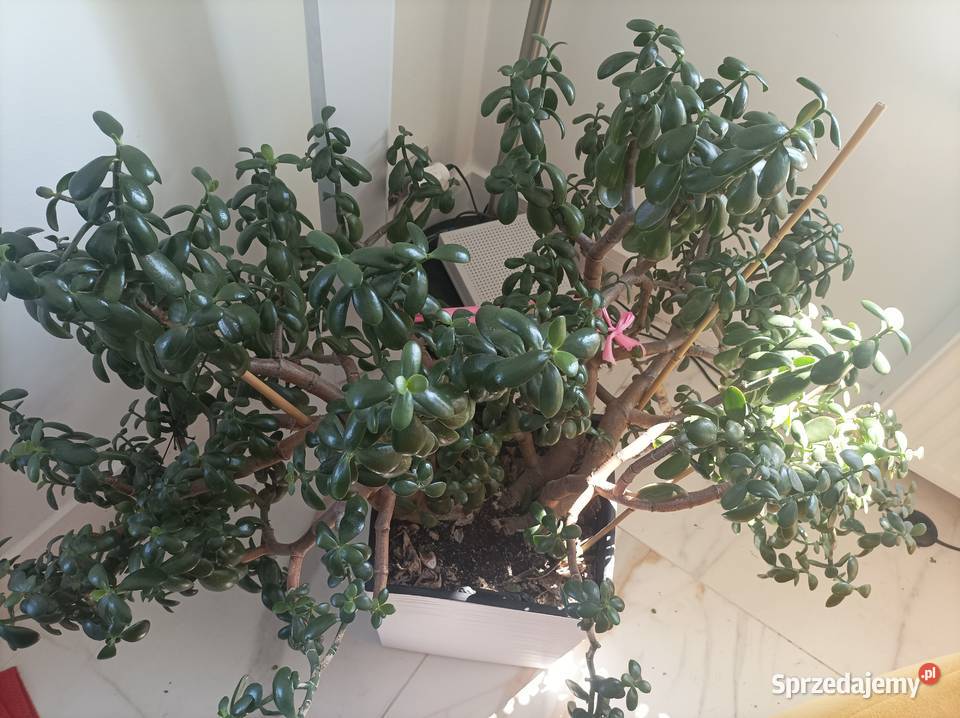 grubosz i aloes na sprzedaż łódzkie Łódź