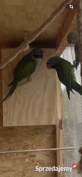 Aleksandretty chińskie para lęgowa Wodzisław Śląski