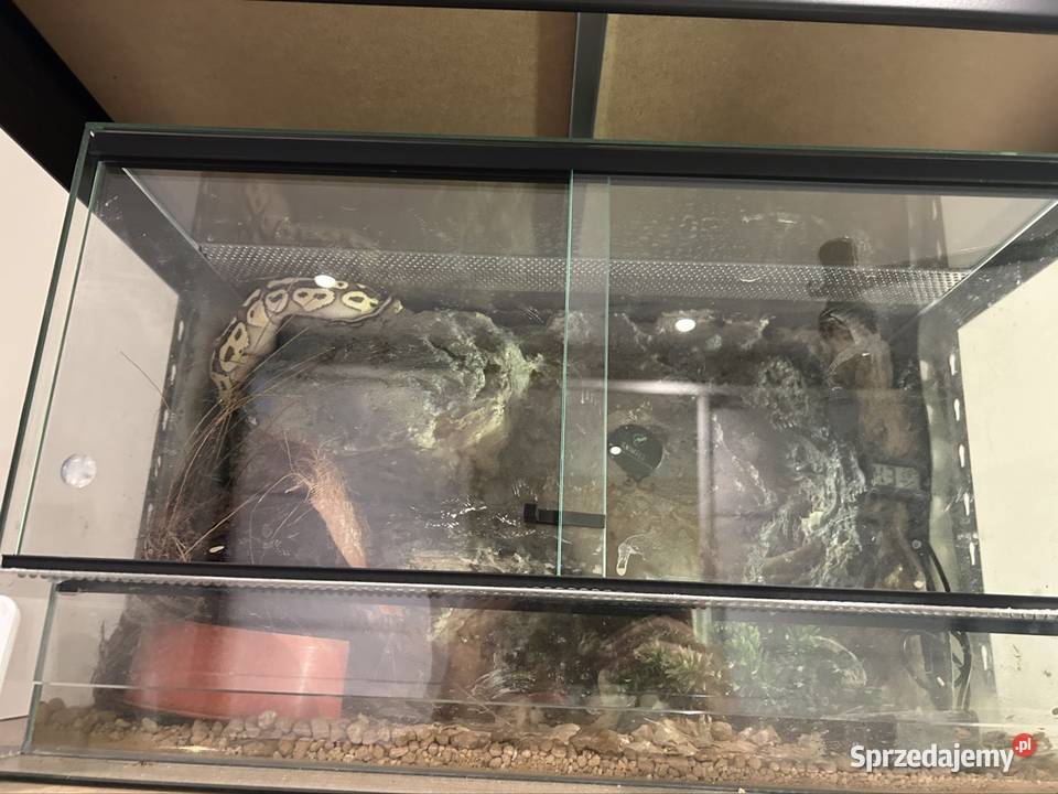 Pyton królewski Lesser Hurricane śląskie Siemianowice Śląskie