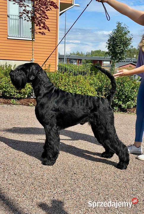 Sznaucer olbrzym Czarny mazowieckie Dobczyn