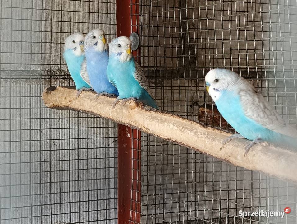 Papugi faliste Pniewy