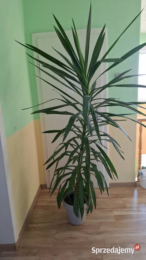 Juka yucca w doniczce duża 190 Zielone Wyposażenie wnętrz Gierałtowice sprzedam