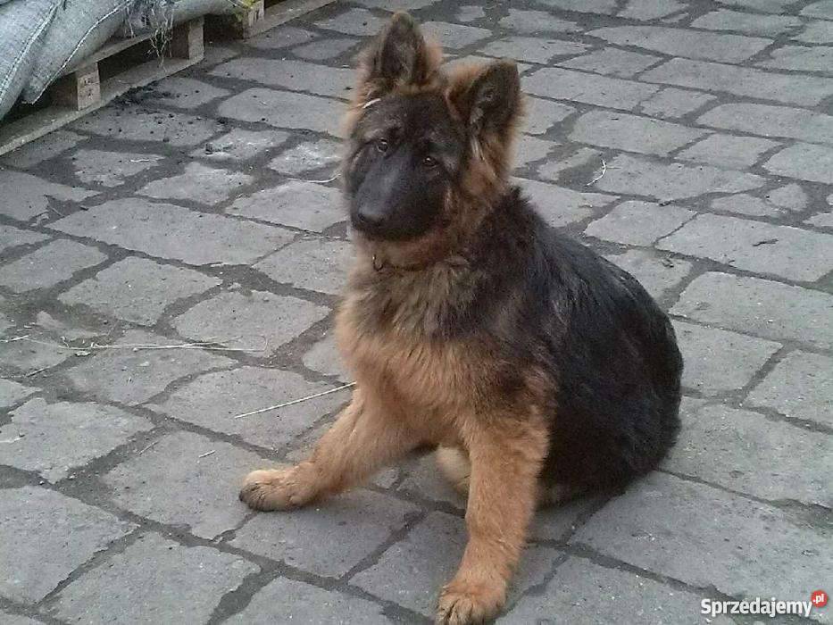 owczarek niemiecki 3 miesieczny Psy