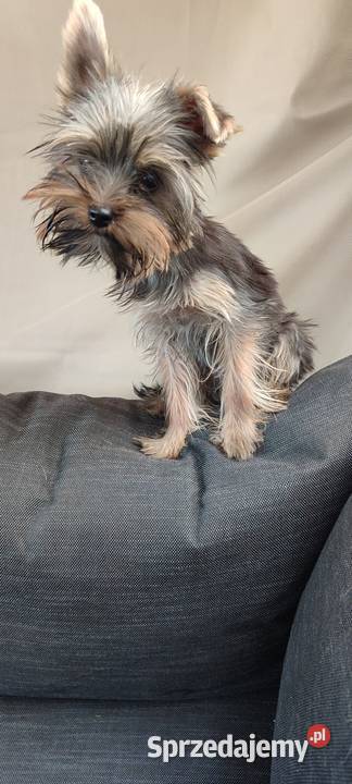 Yorkshire terrier szczenięta Psary Małe