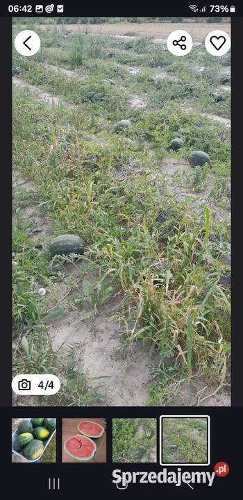 Arbuzy własna plantacja Trębaczów