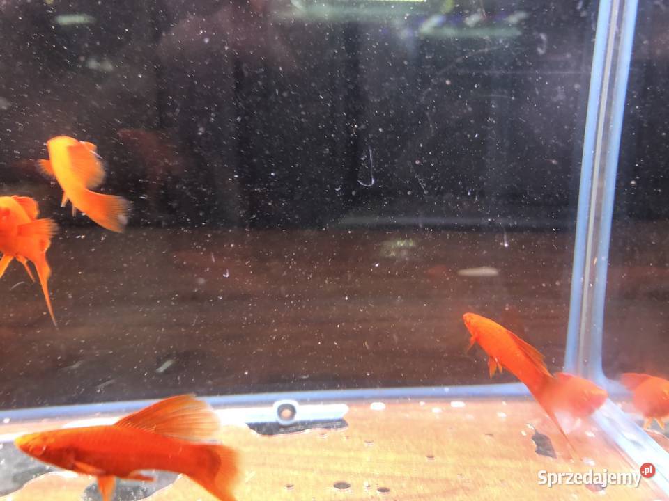 Wiedeński Delta mieczyk Red Albino Justynów