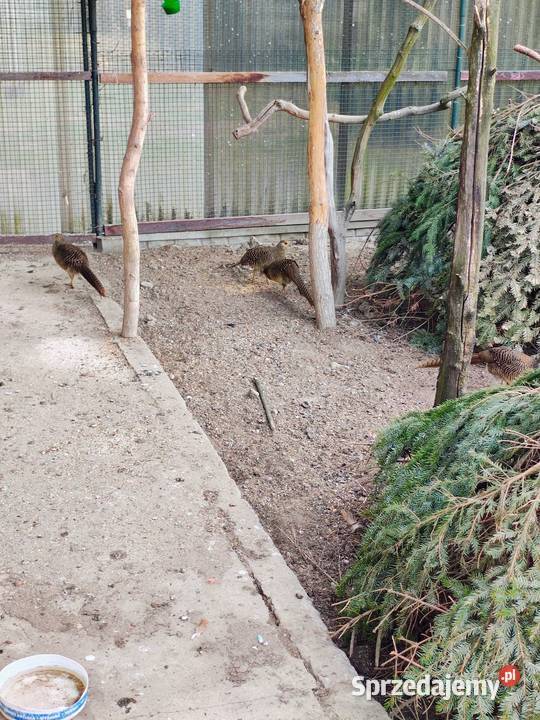 Jaja lęgowe bażant złoty Zduńska Wola sprzedam