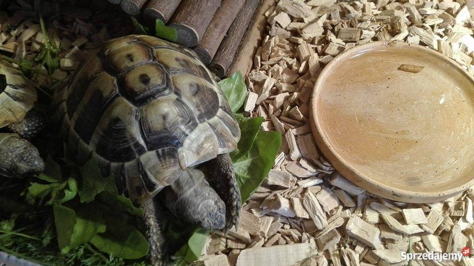 Żółwie greckie terrarium z oświetleniem Pozostałe