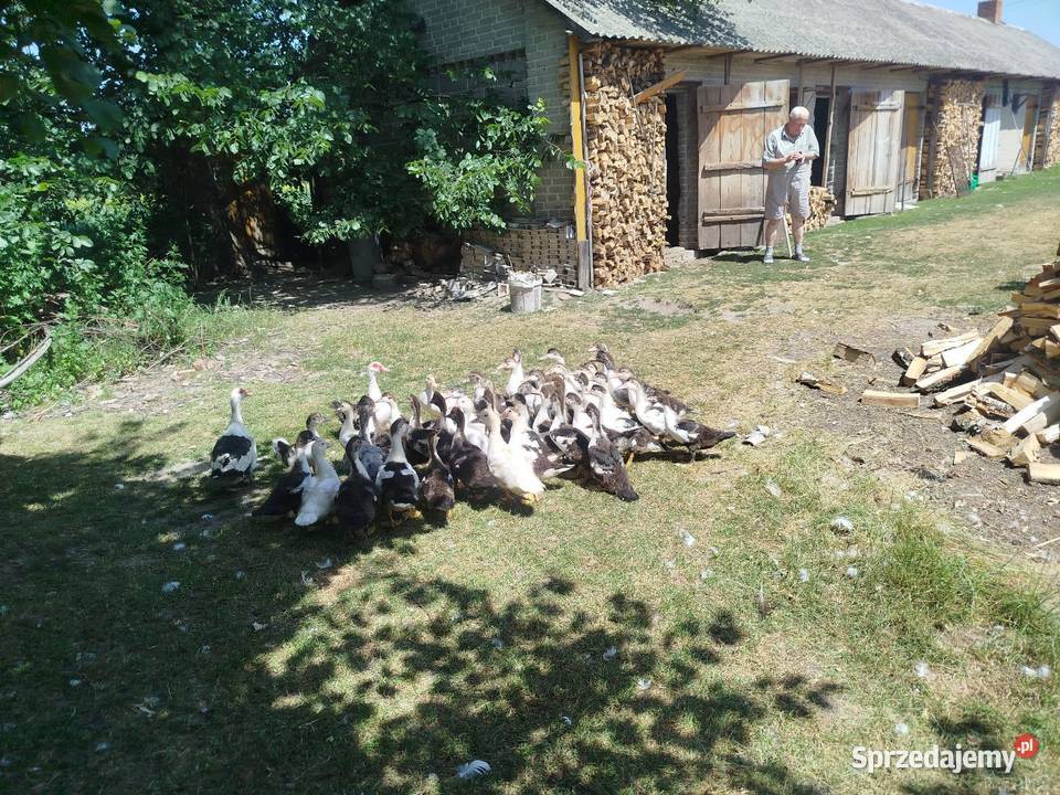 Kaczuszki młode około 100 lubelskie Kolembrody