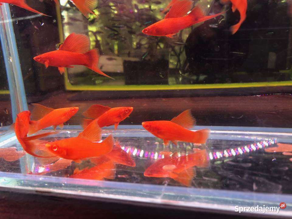 Wiedeński Delta mieczyk Red Albino Justynów