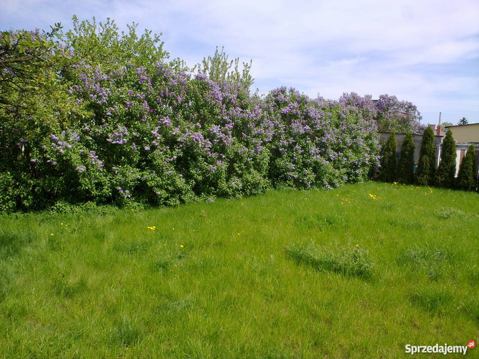 Działka budowlana nowa Pelplin