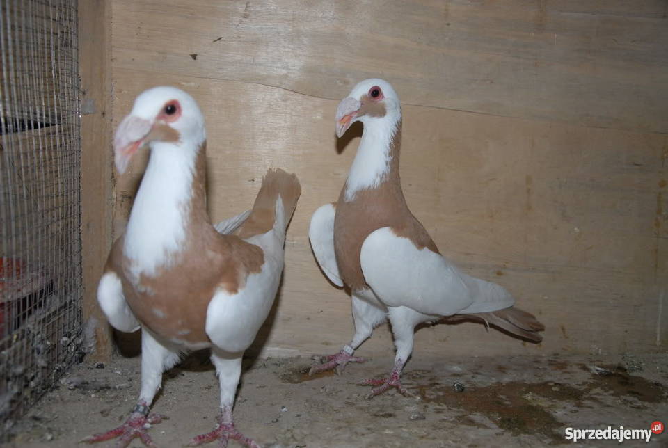 Hodowla Bagdeta Norymberska WSCHÓD warmińsko-mazurskie Płośnica