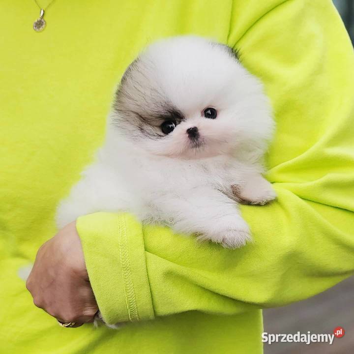 Szpic Pomeranian Szczenieta Grajewo