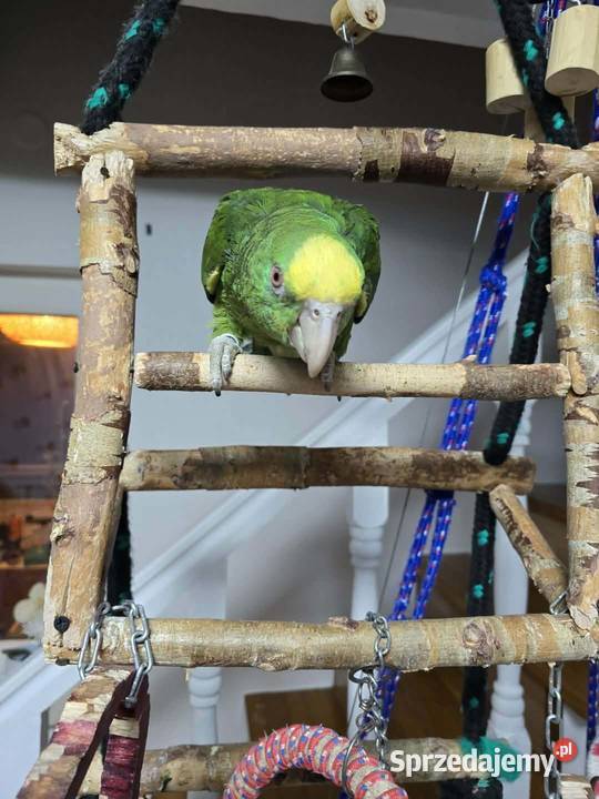 Sprzedam Amazonkę Oratrix Piaseczno