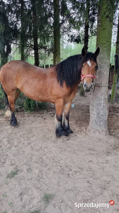 Sprzeda klacz zimnokrwiste sprzedam