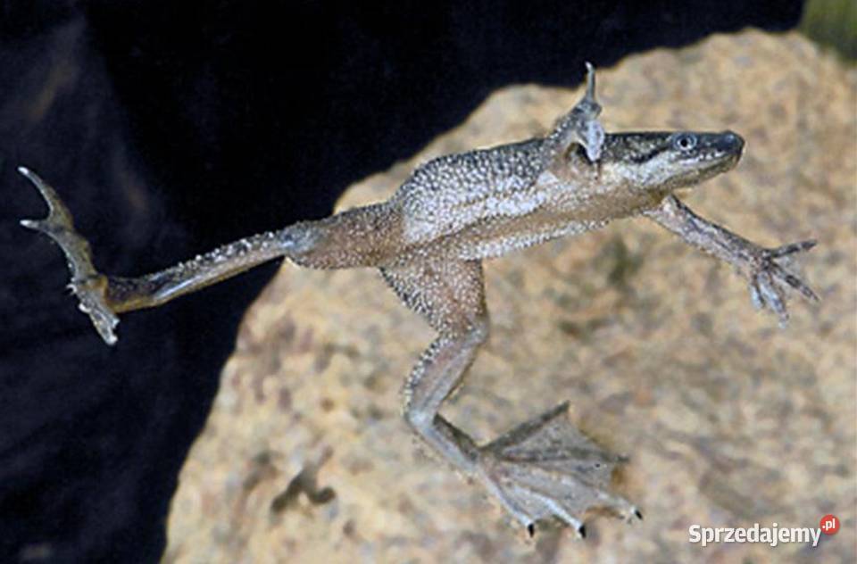 Żaba Karlik szponiasty Hymenochirus boettgeri Gdańsk