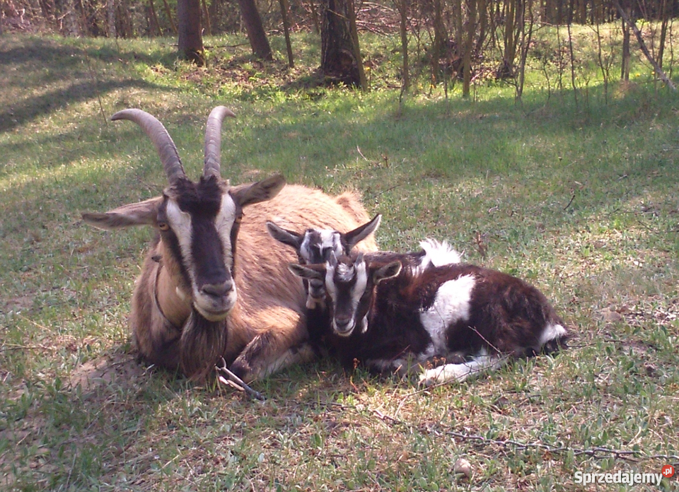 Kozy sprzedam świętokrzyskie Sędziszów
