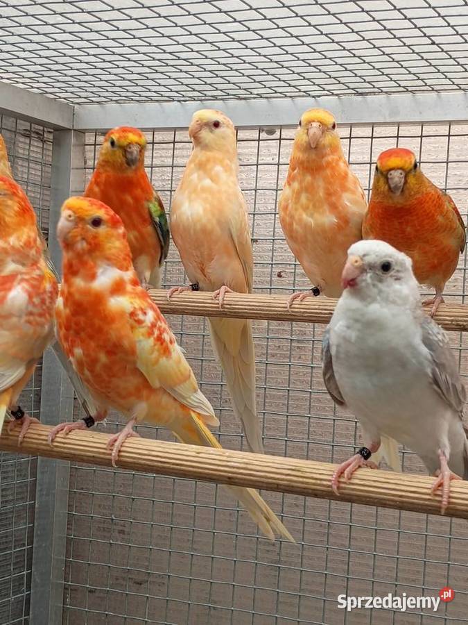 Świergotki Orange Kąty Wrocławskie