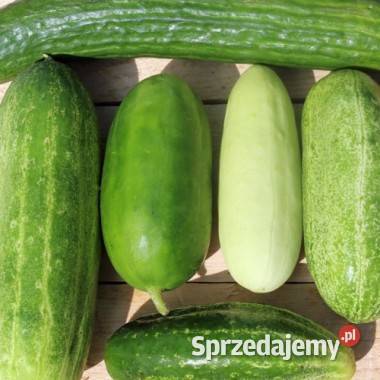 Pietruszka naciowa odrasta szybko ścięciu Nasiona Nasiona Kraków