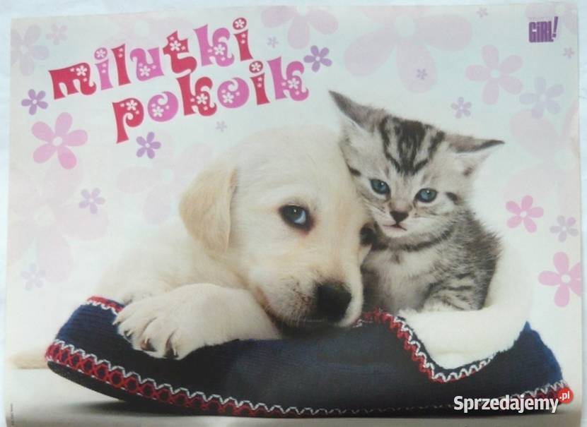 PLAKATY KOT KOTY KOTKI WYPRZEDAŻ ŚWIAT PLAKATÓW