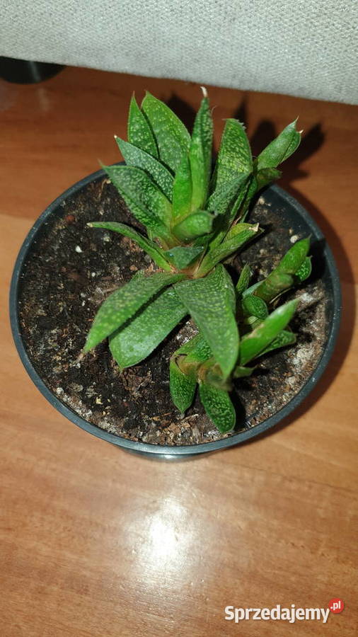 Gasteria sukulent roślina rosnąca Warszawa