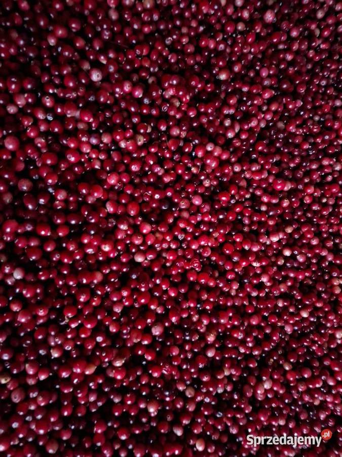 Żurawina bagiennaleśnabłotna litr Janów Lubelski sprzedam