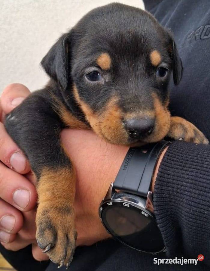 Sprzedam doberman suczka brązowa i czarna