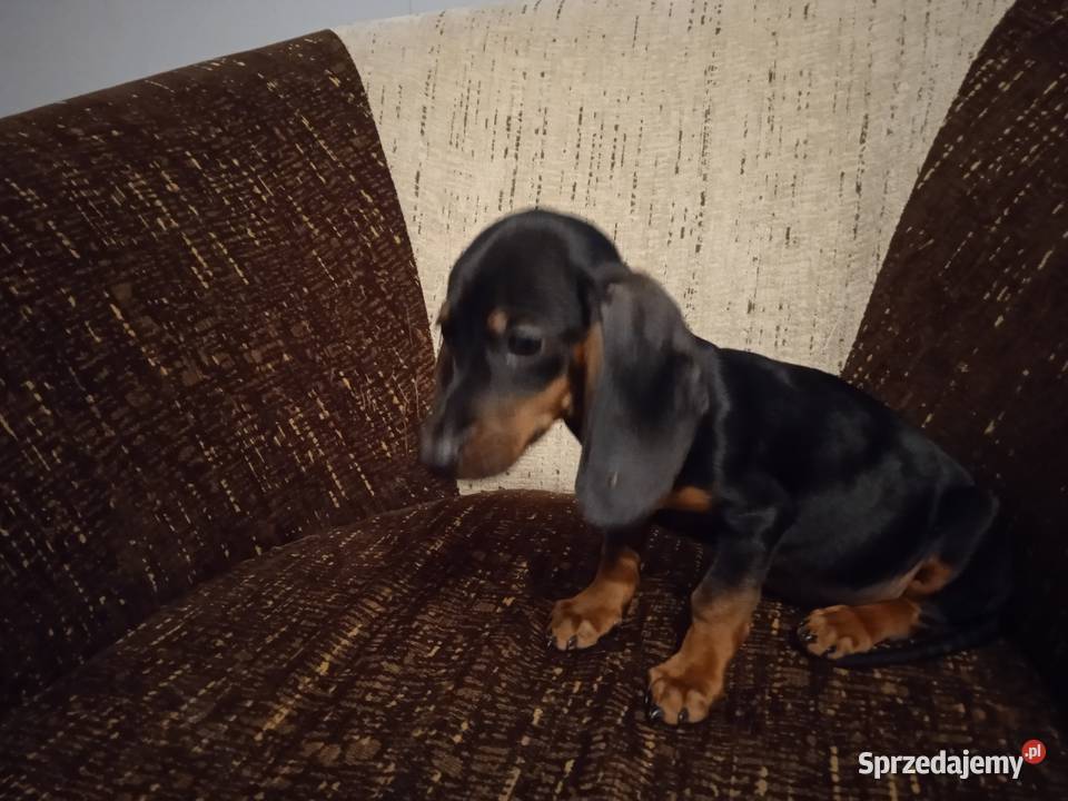 Jamniki Krótkowłose Czarne Podpalane Ruszków