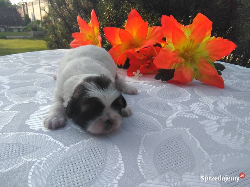 Szczenita Shih Tzu RODOWÓD Myślibórz
