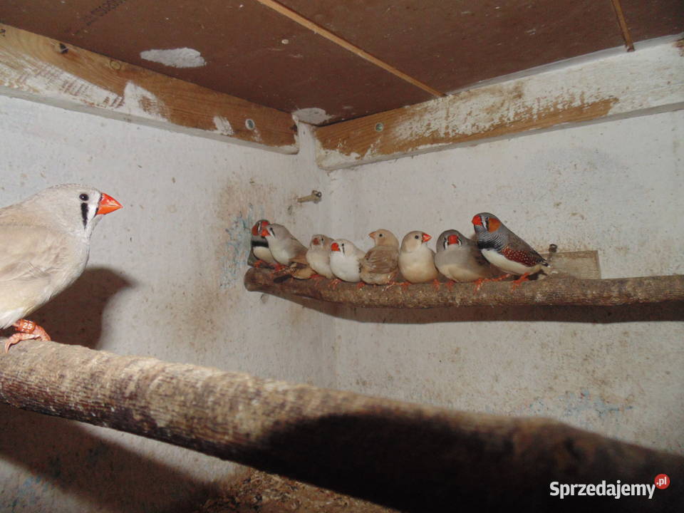 łekówki turkusowe zeberki gołąbki diamentowe Ptaki Racibórz