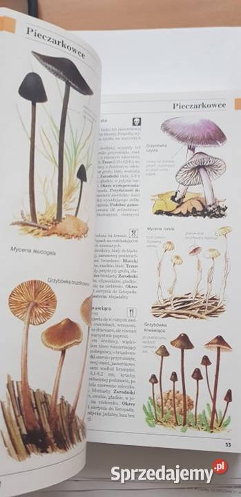 Grzyby Polski i Europy DPegler Zielona Góra sprzedam