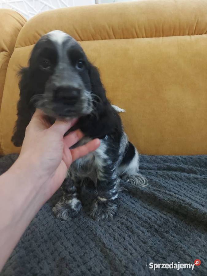 Cocker spaniel angielski Żelazków