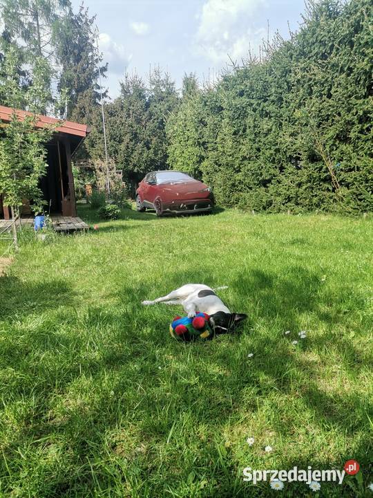Działka ROD w Kamieńczyku kWyszkowa 500m2 Kamieńczyk sprzedam