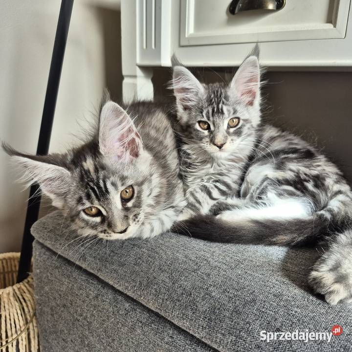 Maine coon kocięta Rurzyca